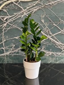 Plants: Zanzibar Gem Plant 14cm
