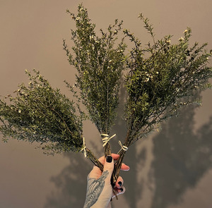Products: Dried Natural Tea Tree The Witchery NZ