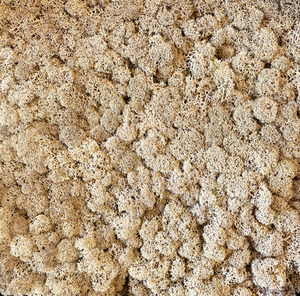 Products: 100g Preserved Reindeer Moss Cream Coloured The Witchery NZ