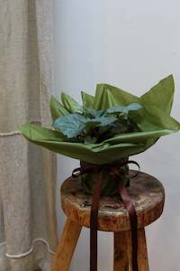 Plants: HELLEBOROS - CLIFTON