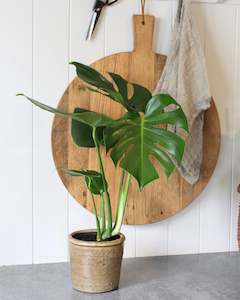 Plants: POTTED MINI MONSTERA
