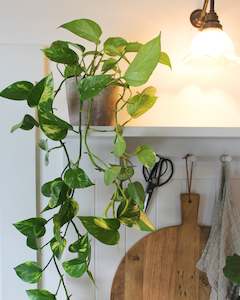 POTTED GOLDEN POTHOS