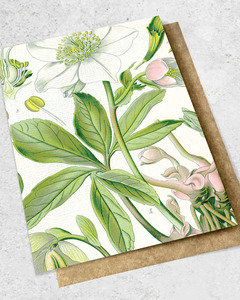 Greeting Card: VINTAGE BOTANICAL HELLEBORE - GREETING CARD