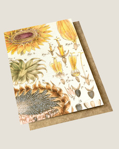 All: VINTAGE BOTANICAL - SUNFLOWER CARD