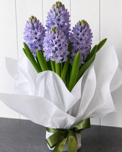 Blooms: PLANT -  HYACINTH