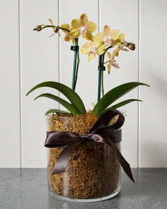 Blooms: MINI ORCHID POTTED
