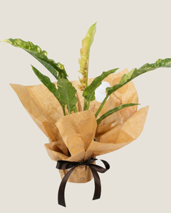 Blooms: PHILODENDRON RING OF FIRE - PLANT