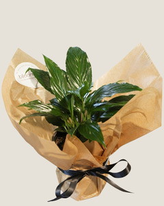 Blooms: PEACE LILY - PLANT