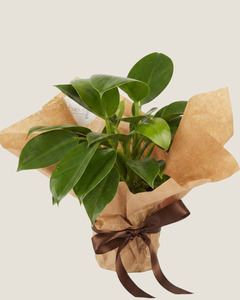 PHILADENDRON GREEN PRINCESS - PLANT
