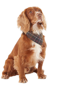 Living Pet Accessories: Tartan Dog Bandana - Classic Tartan