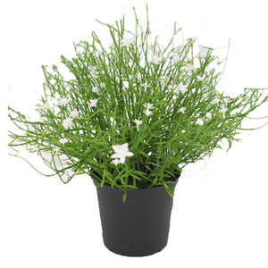 Inspiration Forest Green: Babies Breath Faux Potted Plant