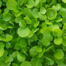 Watercress Medium Leafed