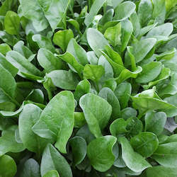 Salad Range: Spinach