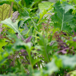 Salad Range: Mesclun