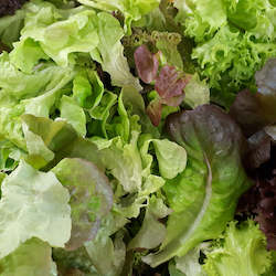 Salad Range: Fresh Fancy Mixed Lettuce