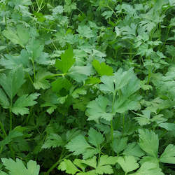 Italian Parsley