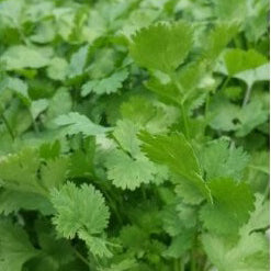 Herbs: Coriander