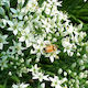Edible Flowers