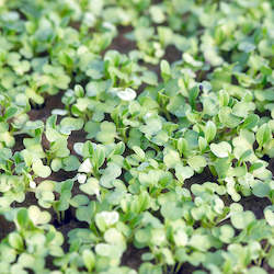 Garnishes: Microgreens / Microcress