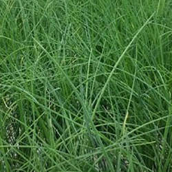 Herbs: Chives