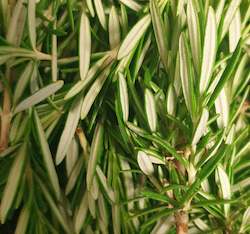 Herbs: Rosemary