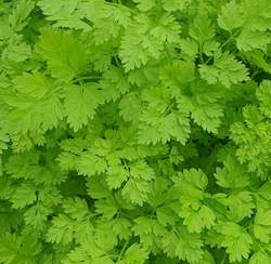 Herbs: Chervil