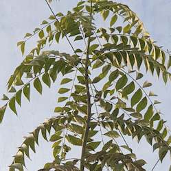 Herbs: Curry Leaves