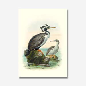 Johannes Keulemans - Print - Spotted Shag - Kawau Tikitiki