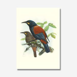 Johannes Keulemans - Print - South Island Saddleback - Tieke and North Island Sa&hellip;