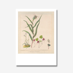 Sarah Featon - Print - Pixie Cap Orchid