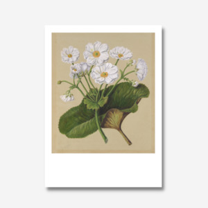 Sarah Featon: Sarah Featon - Print - The Mountain Lily