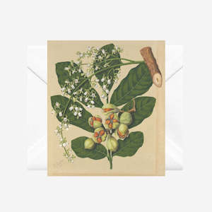 Sarah Featon: Sarah Featon - Cards - Kohekohe - 6 Pack