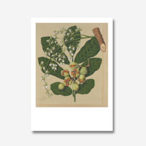 Sarah Featon - Print - Kohekohe