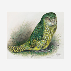 Te Papa: George Lodge- Print - Kakapo