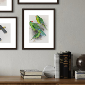 George Lodge- Print - Parakeet