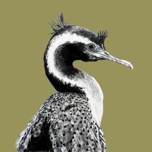 Claire Mortimer Cards