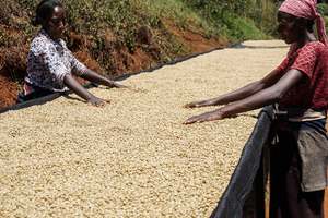 Single Origin Coffes: Single Origin - Kenya Mtaro Natural