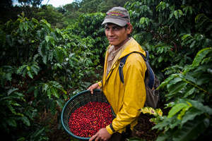 Single Origin - Costa Rica - Don Claudio - Natural