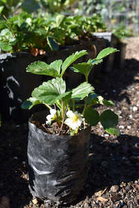 plants: Strawberry Plants x 5