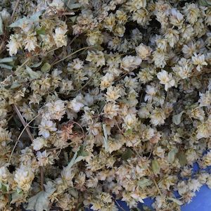 Dried herbs: Dried Hops Flowers/Cones/Strobiles - Last Season