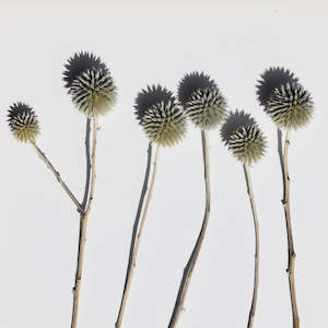 dried flowers: Echinops Stems - Dried
