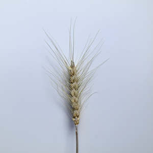 Natural Wheat Stems