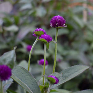 plants: Gomphrena Plant