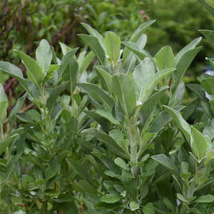 plants: White Sage Plant