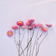 Paper Daisy Stems