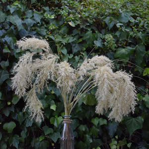 Flowerstems: Dried ToeToe | Toitoi