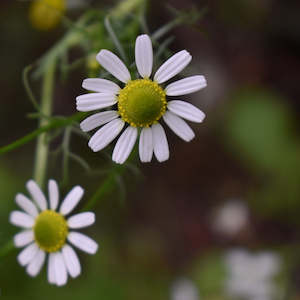 Dried Herbs: Dried Chamomile Aerial NZ