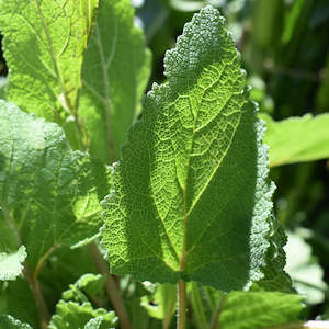 Dried NZ Clary Sage