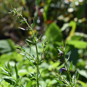 Dried Herbs: Dried NZ Hyssop Leaf and Flower