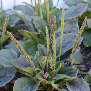 Dried Herbs: Dried Plantain Leaves NZ